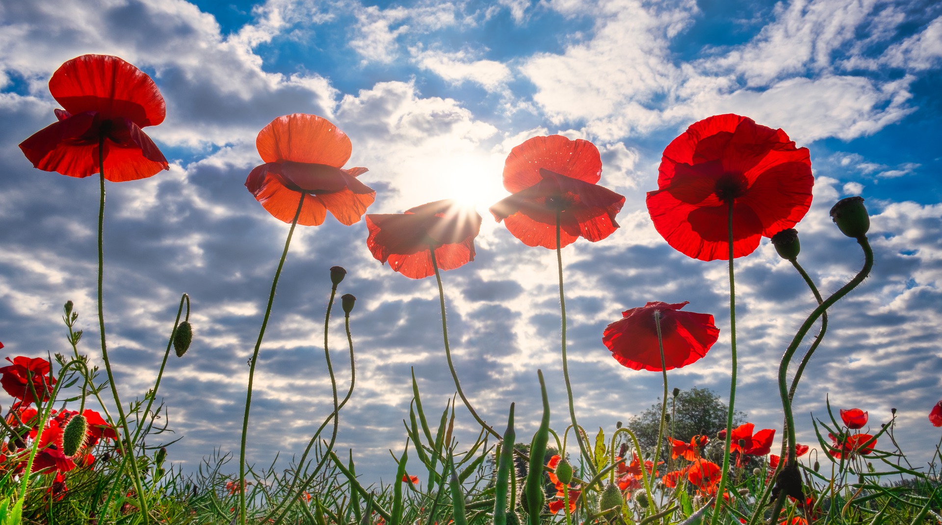 poppies-4291706_1920