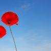 a-couple-of-poppy-flowers-4986803_1920