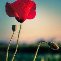 poppy-5311073_1920